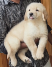 Buy Male Golden Retriever Puppy from Kolkata